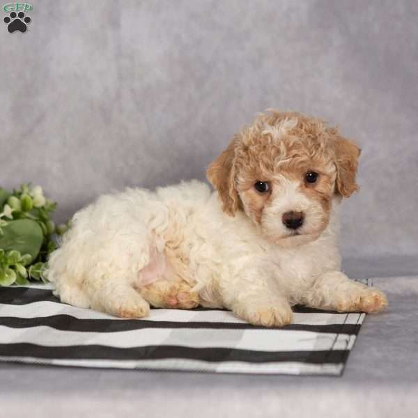 Pixie, Bich-Poo Puppy